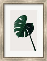 Monstera Natural 7 Fine Art Print