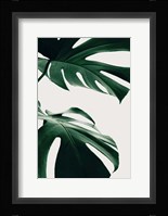 Monstera Natural 12 Fine Art Print