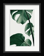 Monstera Natural 37 Fine Art Print
