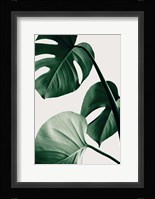 Monstera Natural 42 Fine Art Print