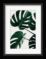 Monstera Natural 43 Fine Art Print