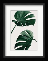 Monstera Natural 46 Fine Art Print