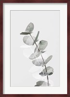 Eucalyptus Creative 5 Fine Art Print
