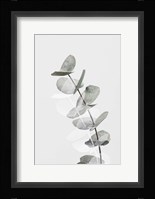 Eucalyptus Creative 5 Fine Art Print