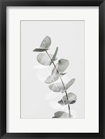 Eucalyptus Creative 5 Fine Art Print