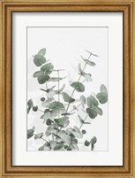Eucalyptus Creative 16 Fine Art Print