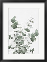 Eucalyptus Creative 16 Fine Art Print