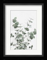 Eucalyptus Creative 16 Fine Art Print
