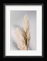 Pampas Grass Grey Fine Art Print