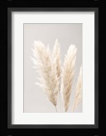 Pampas Grass Grey 2 Fine Art Print