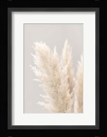 Pampas Grass Grey 3 Fine Art Print