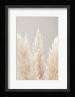 Pampas Grass Grey 4 Fine Art Print