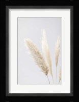 Pampas Grass Grey 8 Fine Art Print