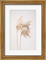 Reed Grass Grey 2 Fine Art Print