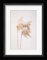 Reed Grass Grey 2 Fine Art Print