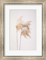 Reed Grass Grey 2 Fine Art Print