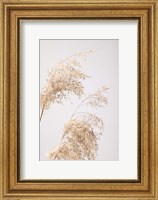 Reed Grass Grey 6 Fine Art Print