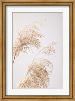 Reed Grass Grey 6 Fine Art Print