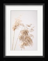 Reed Grass Grey 7 Fine Art Print