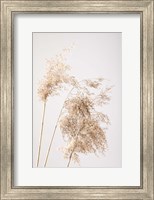 Reed Grass Grey 7 Fine Art Print