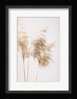 Reed Grass Grey 9 Fine Art Print