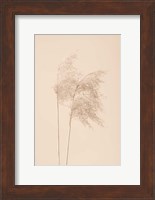 Reed Grass Beige 2 Fine Art Print