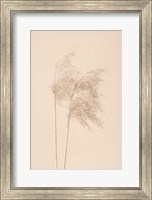 Reed Grass Beige 2 Fine Art Print