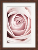 Pink Rose No 1 Fine Art Print