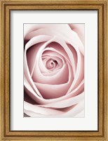 Pink Rose No 1 Fine Art Print