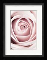 Pink Rose No 1 Fine Art Print