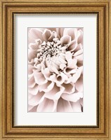Chrysanthemum No 1 Fine Art Print