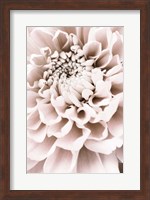Chrysanthemum No 1 Fine Art Print
