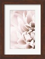 Chrysanthemum No 2 Fine Art Print