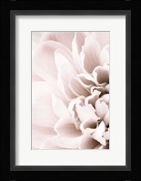Chrysanthemum No 2 Fine Art Print
