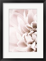 Chrysanthemum No 2 Fine Art Print