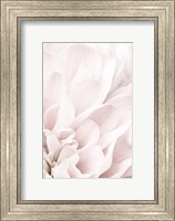 Chrysanthemum No 4 Fine Art Print