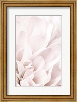 Chrysanthemum No 4 Fine Art Print