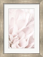 Chrysanthemum No 4 Fine Art Print