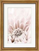 Chrysanthemum No 6 Fine Art Print