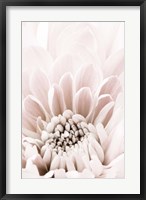 Chrysanthemum No 6 Fine Art Print