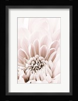 Chrysanthemum No 6 Fine Art Print