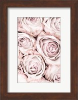 Pink Roses No 1 Fine Art Print