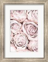 Pink Roses No 1 Fine Art Print