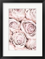 Pink Roses No 1 Fine Art Print