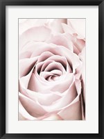 Pink Rose No 6 Fine Art Print