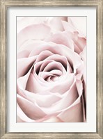 Pink Rose No 6 Fine Art Print