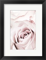 Pink Rose No 5 Fine Art Print