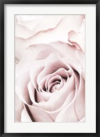 Pink Rose No 5 Fine Art Print