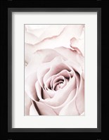 Pink Rose No 5 Fine Art Print