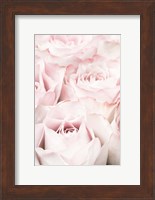 Pink Roses 5 Fine Art Print